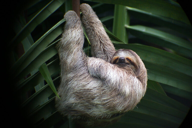 Manuel Antonio National Park - Sloth