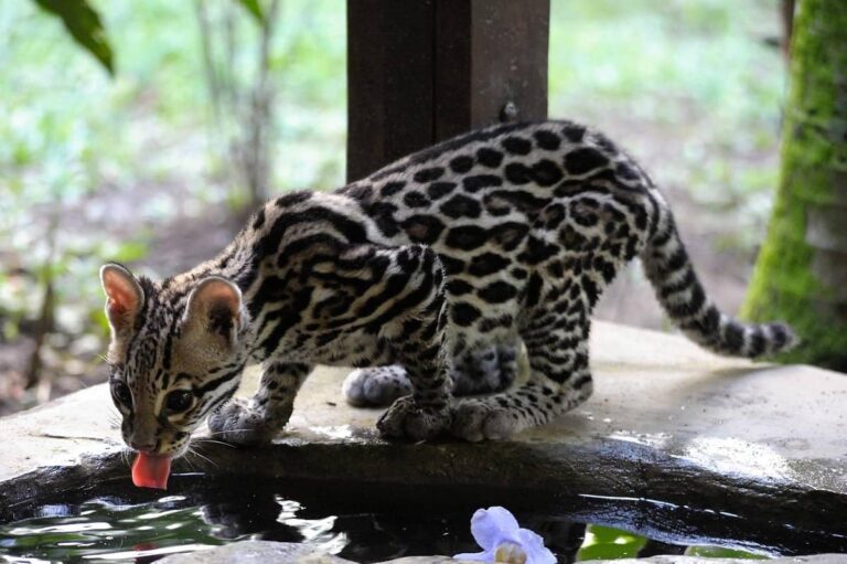 jaguar-rescue-center