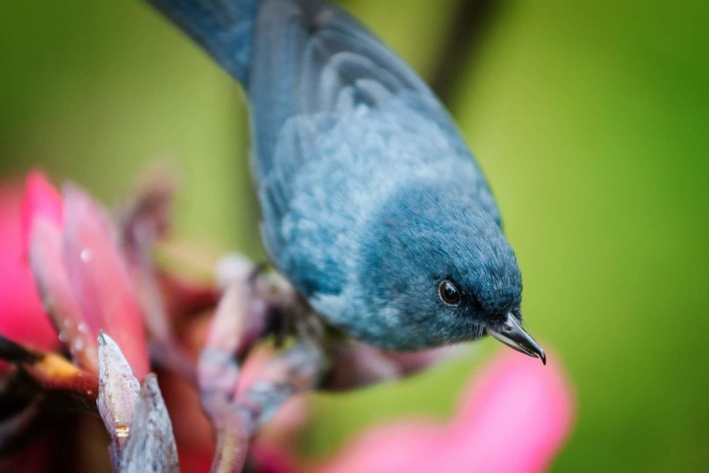 Blue gray tanager
